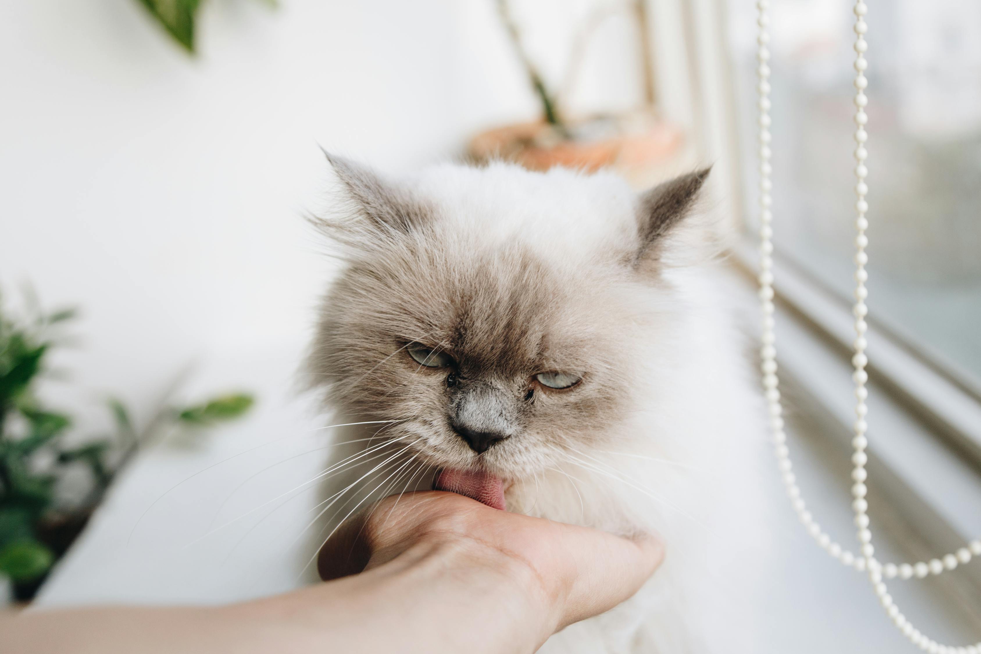 女子逛猫咖染宠物癣，警惕场所卫生与自我保护意识的重要性